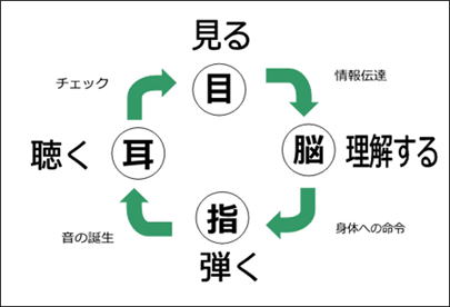 見る・聴く・理解する・弾くの図